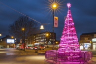 Ealing Sustainable Christmas Tree 2013/2015